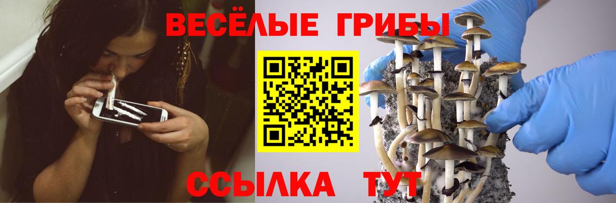 Ртищево  Галлюциногенные грибы MAGIC MUSHROOMS  Вход с VPN  Галлюциногенные грибы GOLDEN TEACHER 